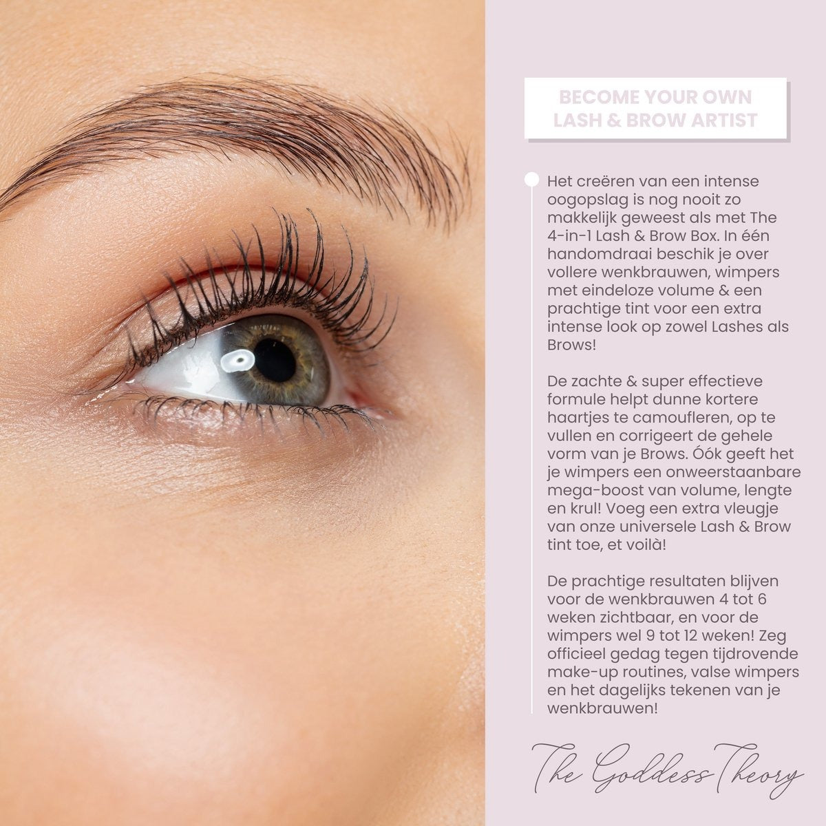 4in1 Lash & Brow Box